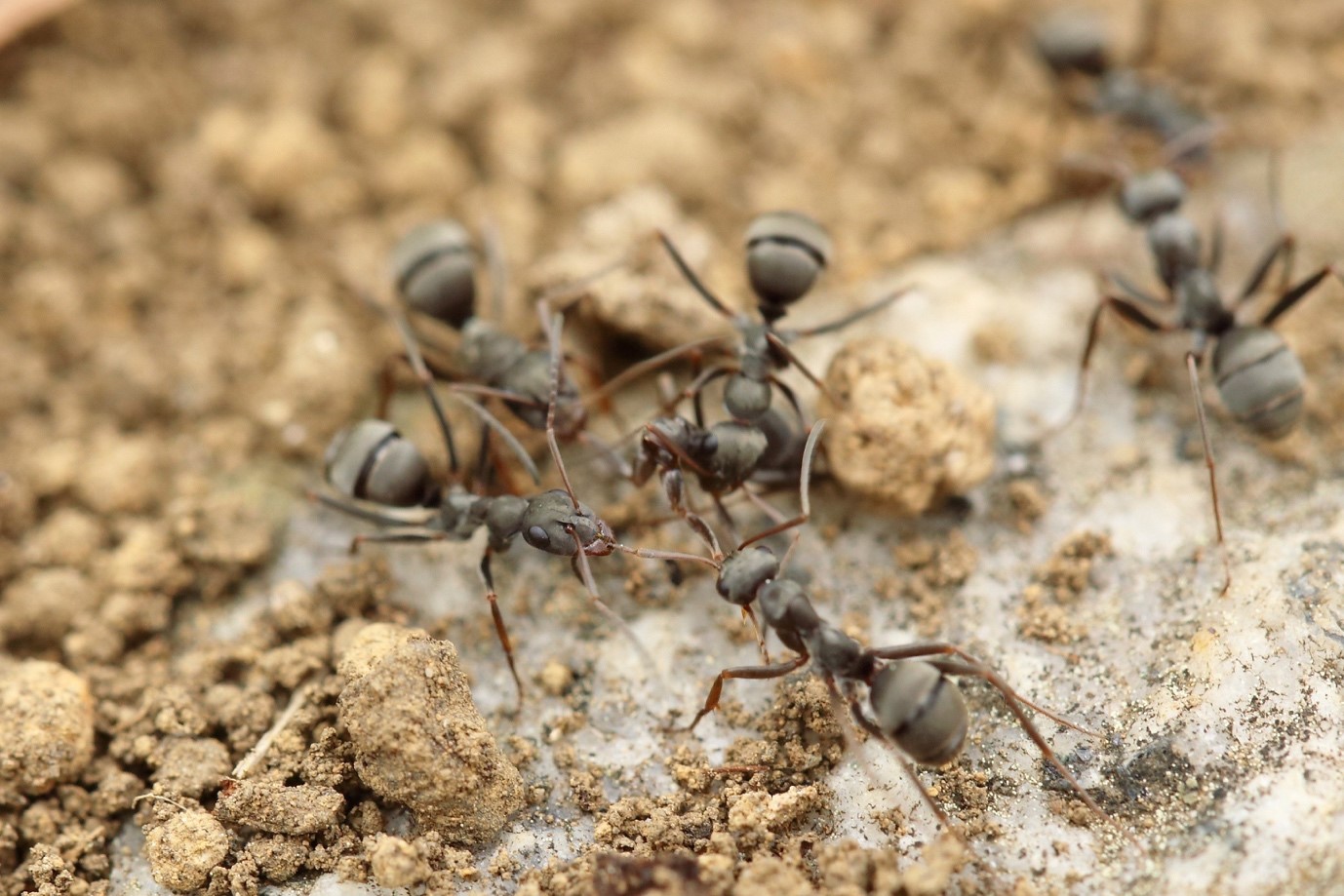Ant Removal In Your East York Home